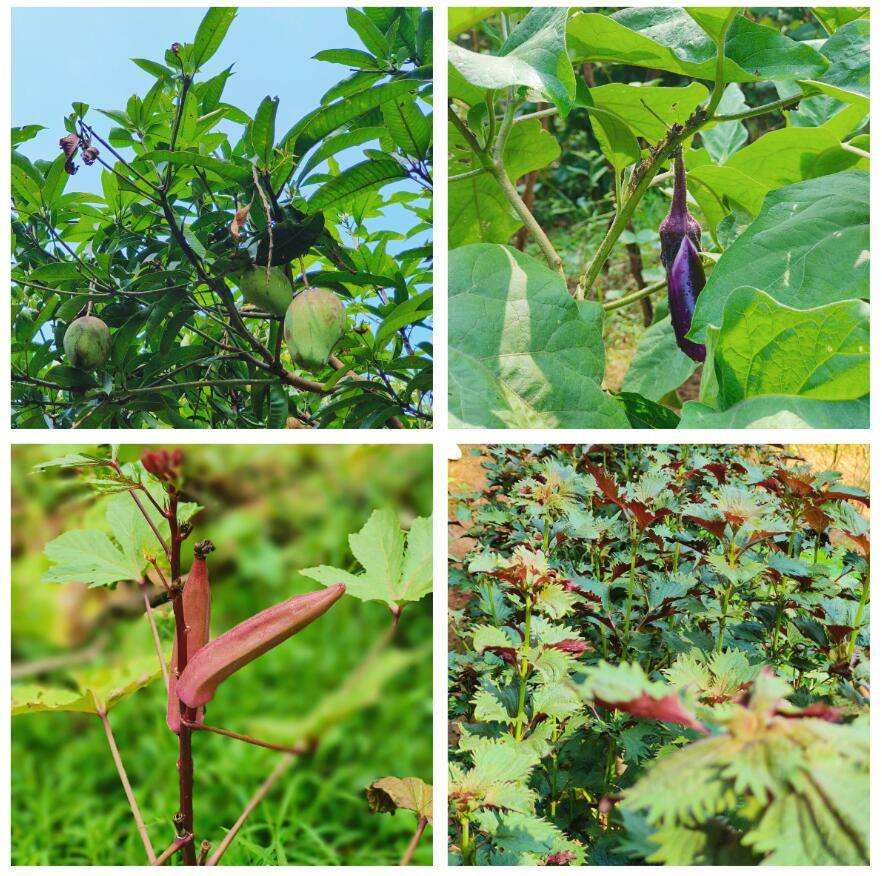 應季水果有火龍果,鳳梨,葡萄,龍眼,芒果,荔枝,黃皮等;蔬菜有西紅樹