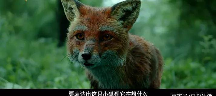 《赤狐书生》口碑不佳?