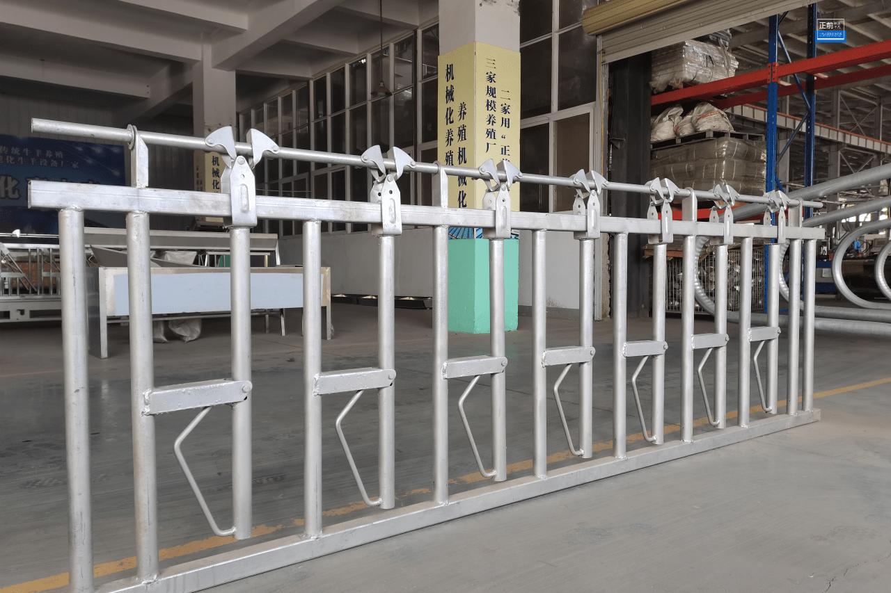 牛颈夹的作用,牛场为什么要使用牛颈夹?_牛进行_修剪_养殖者