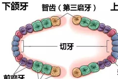 拔智齒的最佳年齡是什麼時候?希望你不要錯過!_因為_口腔_醫生