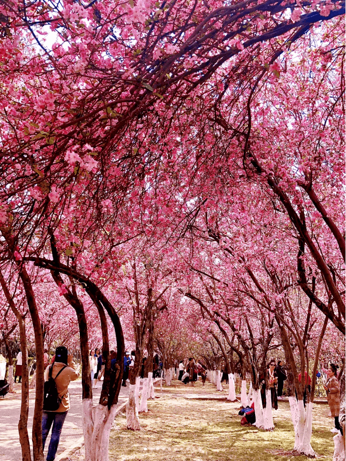 冬樱花与春樱花并存怎么能少的了圆通山呢作为看樱花的必打卡地点第一