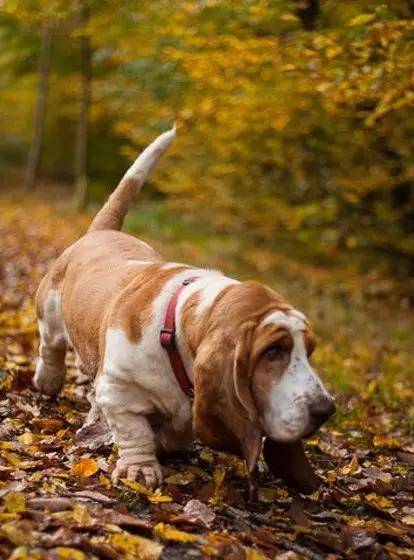 動物世界犬種-巴吉度獵犬_進口_英國_美國