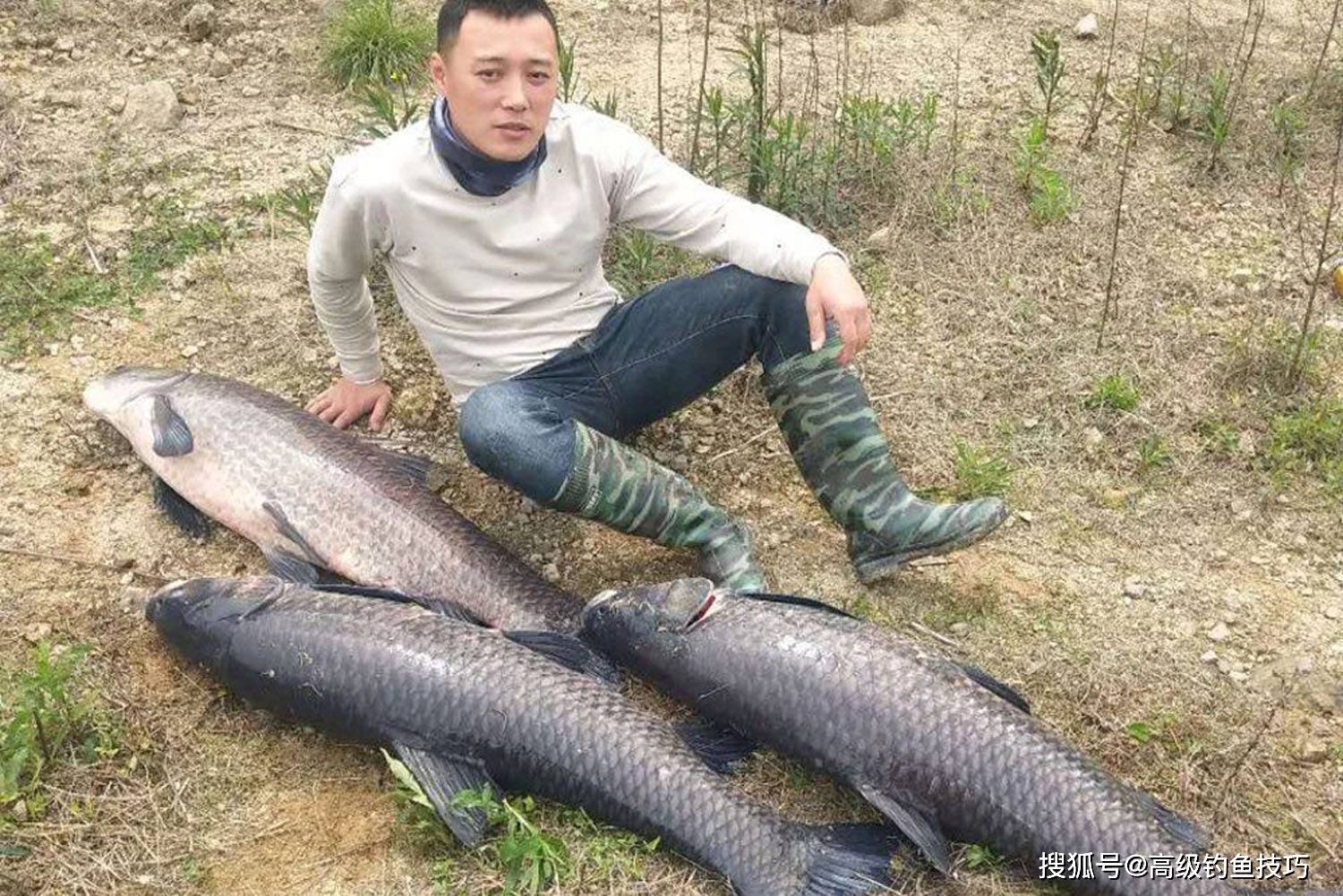 青魚在冬季的4個覓食習慣,釣青魚必學知識_水溫_效果_深水