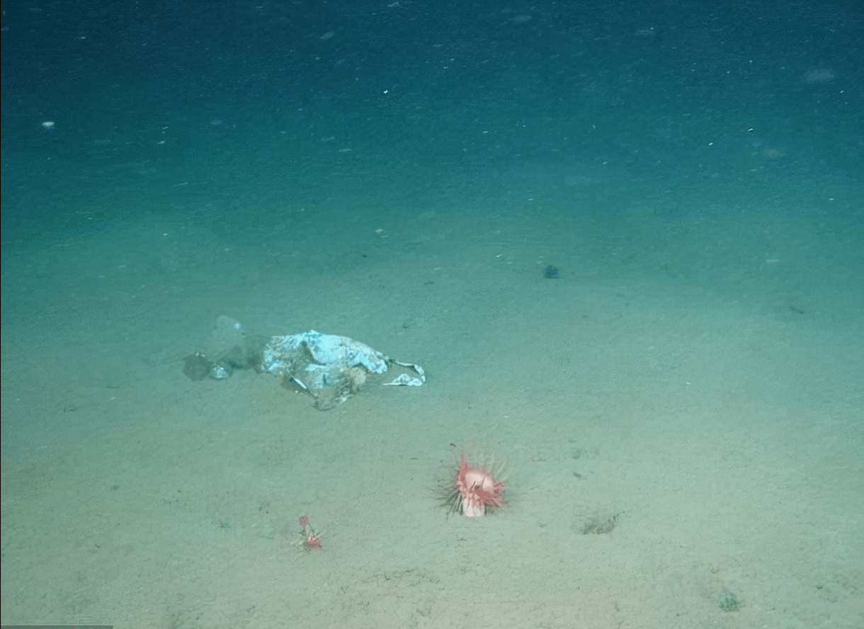 潜入万多米深海，科学家意外发现了什么秘密？