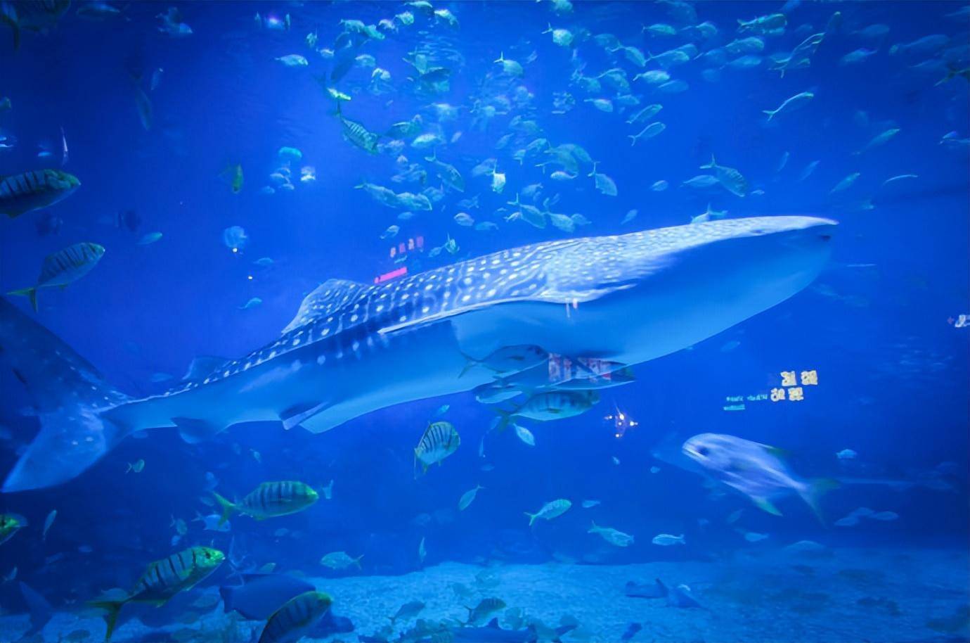 探秘水族馆:鲸鲨养殖之难为何早逝_环境_食物_鲸鱼