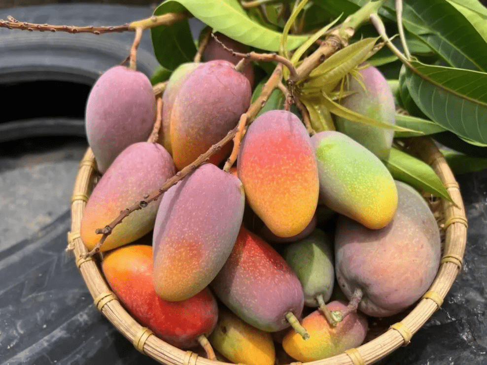 买热带水果就上攀枝花农牧网,品种齐全承包你一整年的甜!