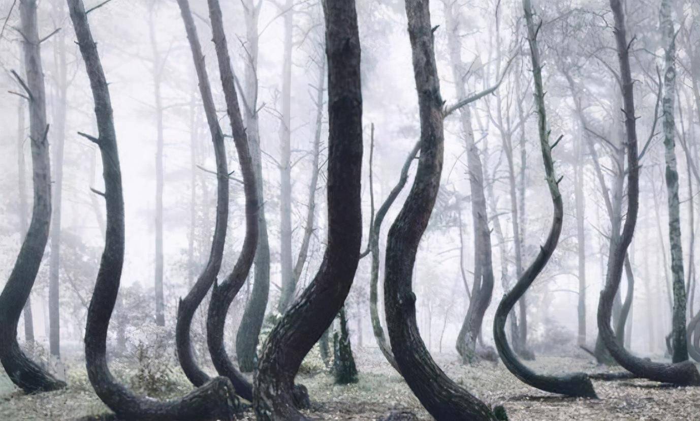 现实版鬼森林，400棵松树全部朝一个方向弯曲向上，原因至今未知_手机搜狐网