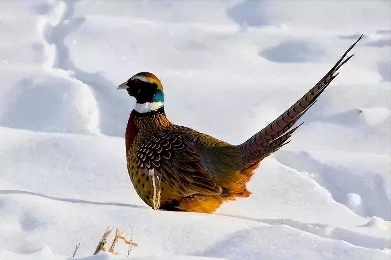 雪地野鸡图片图片