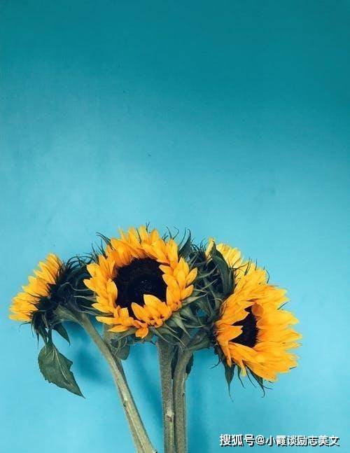 情场中,对爱最专一的几大星座,遇到就不要"放过"_金牛座_爱情_因为