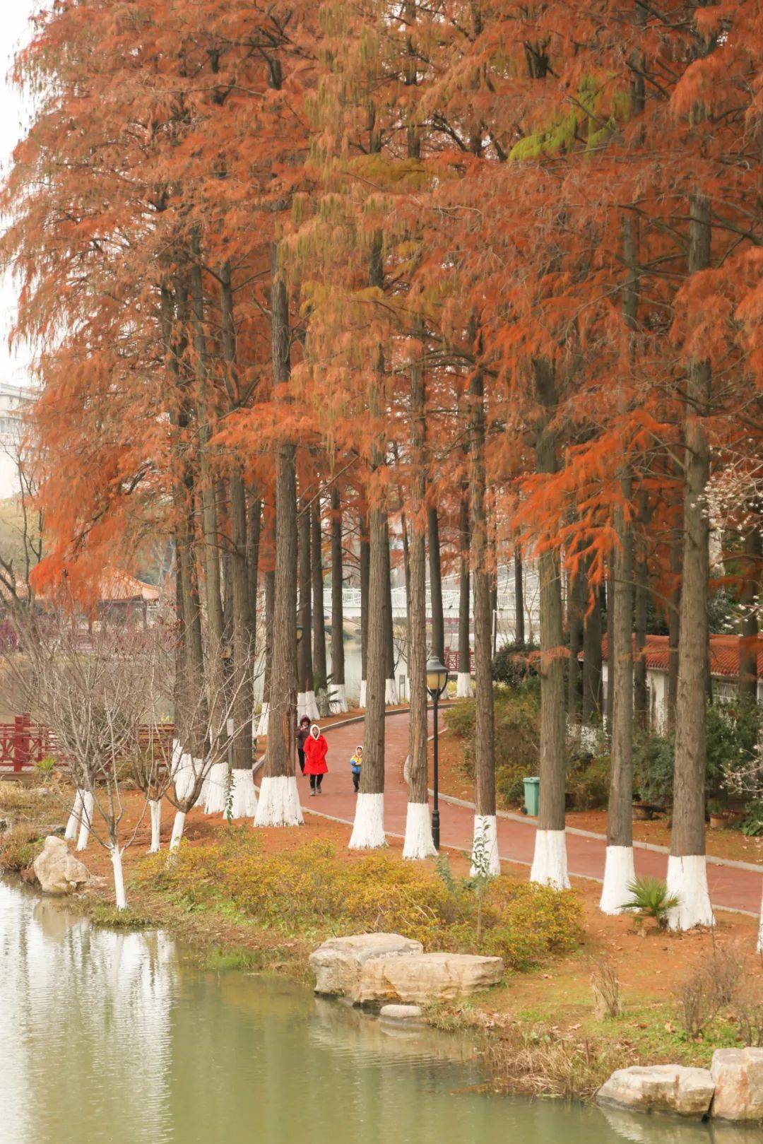 武汉重镇青山2023年压轴美景,刚刚"杉杉"来迟!_水杉_公园_武东