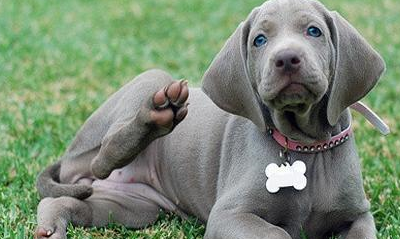 此犬是德国除罗威纳,杜宾犬,德牧之外第四大优秀猎犬,能力出众_威玛