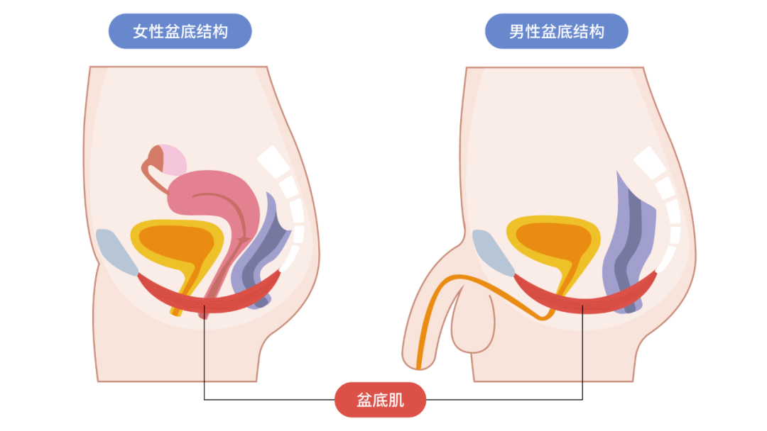 男性盆底肌有什么作用?男女盆底肌异同大盘点