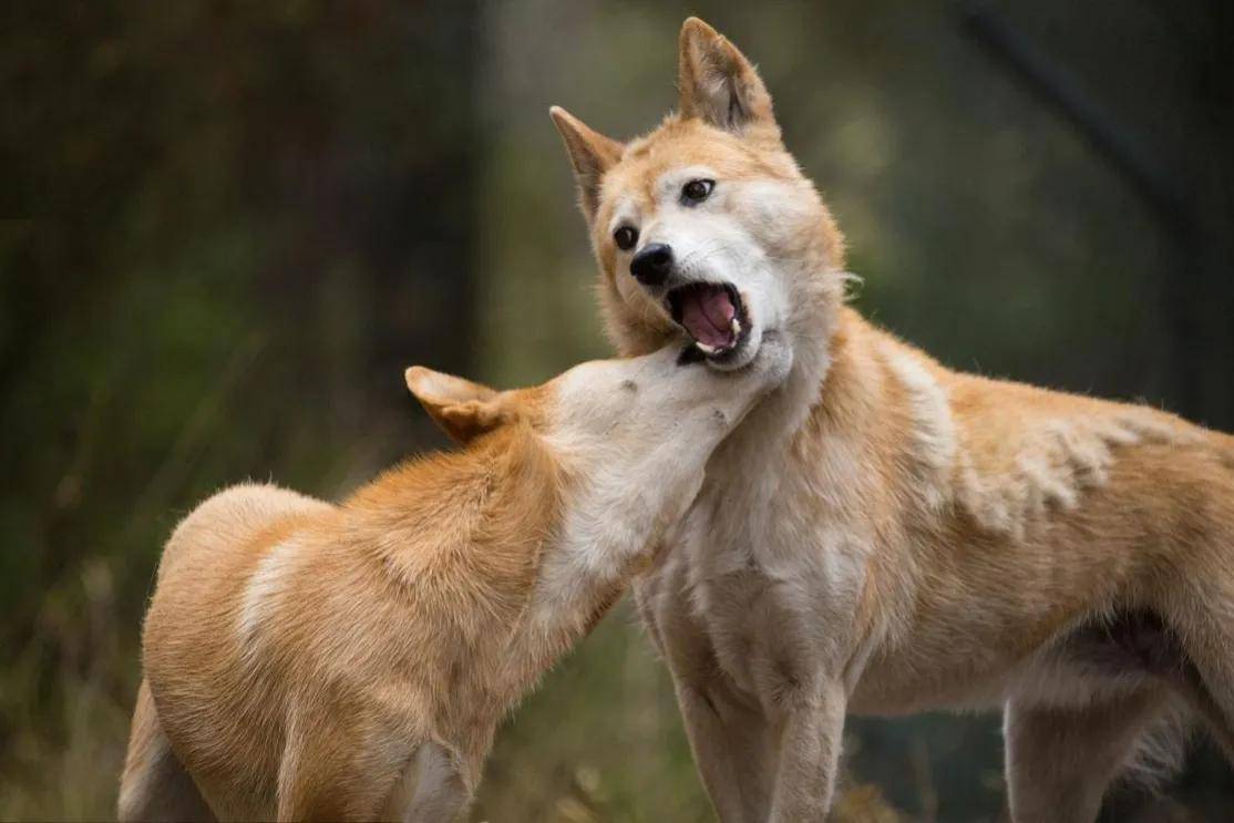 东亚野犬“入侵”澳大利亚，数量超300万，当地人为何不吃？(图2)