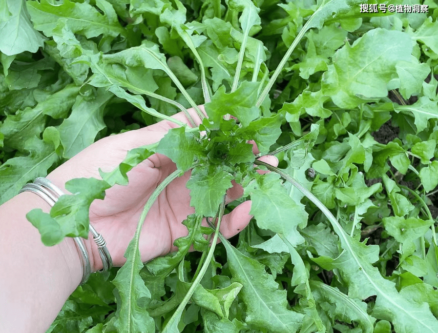 你瞭解薺菜嗎?_野菜_時候_可以用來