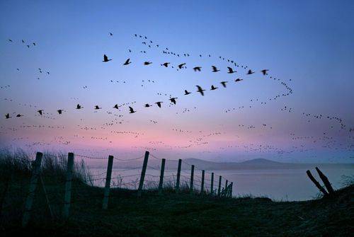 铜鼓诗词第七期续一(六首)_王茂清_枫叶_李文恒