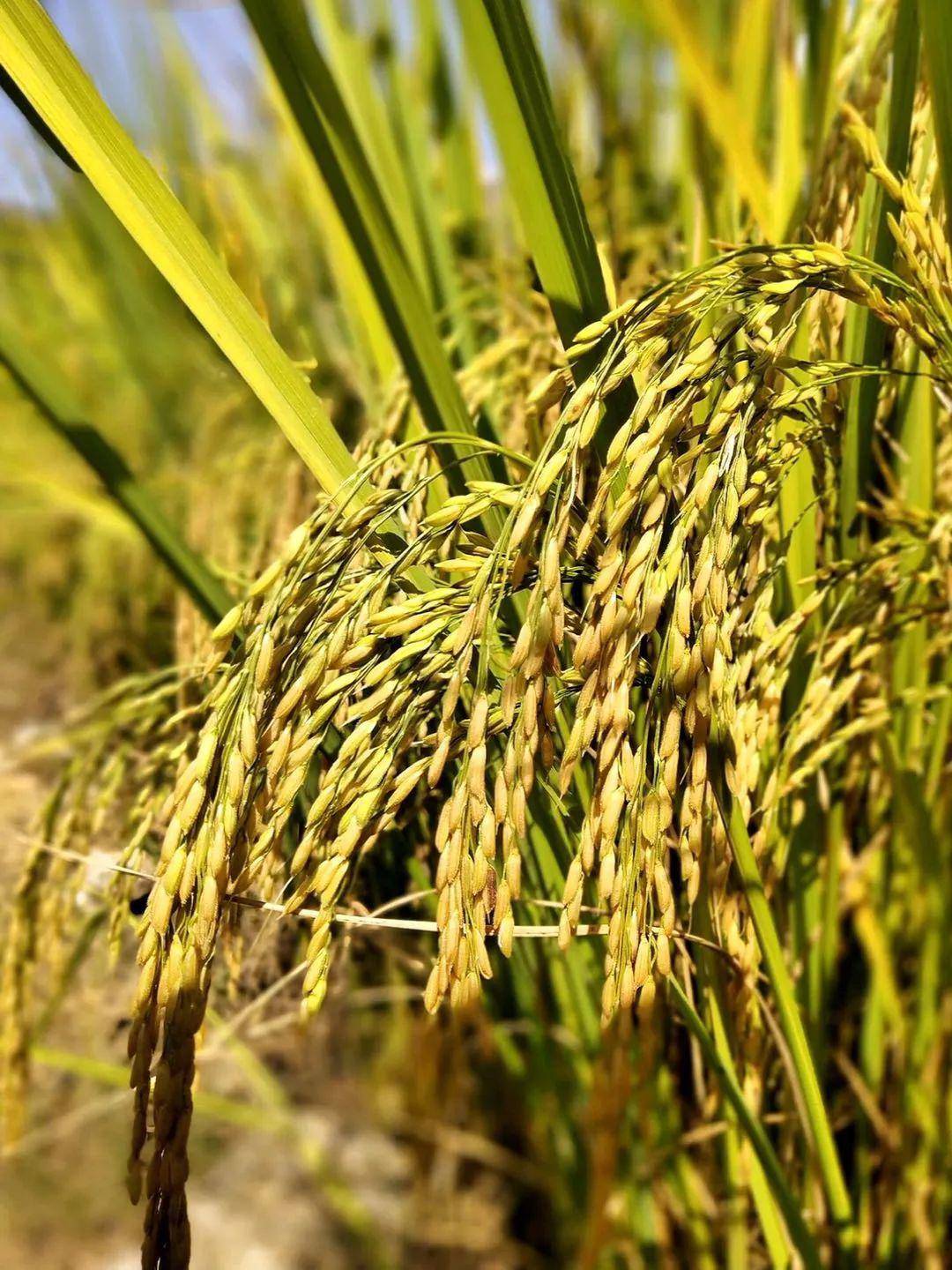 即人工剥去外壳,用米播种的稻谷,秧苗壮硕,谷粒饱满,再加工成大米品质