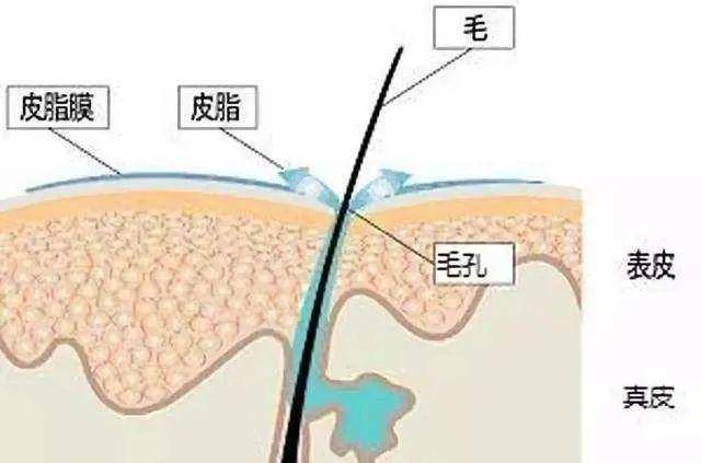 皮脂腺就需要分泌更多的油脂来锁水,如此一来,皮肤就变得油腻腻