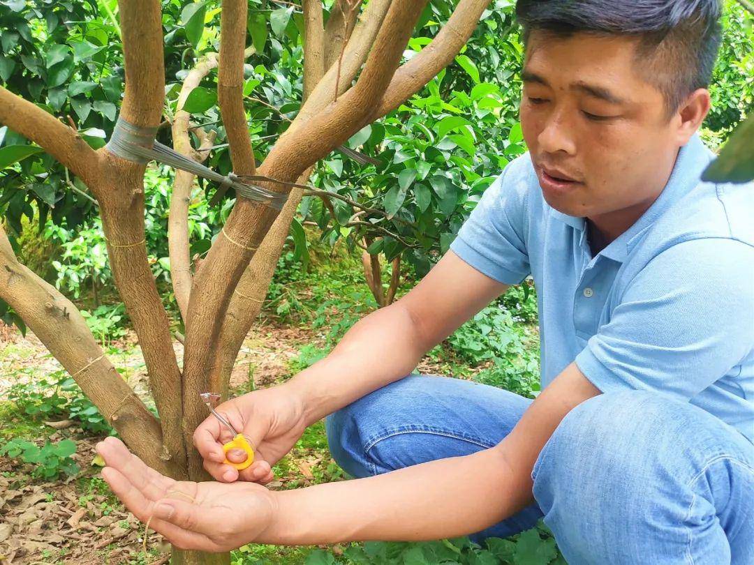 果农保果期砂糖桔环割很关键这些技术要点你要知道