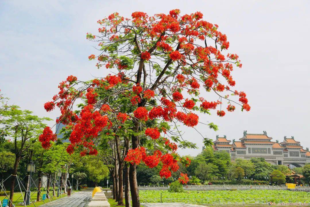 其葉片狀似鳳凰尾羽,有金鳳花,洋楹,火樹……鳳凰樹,別名眾多,