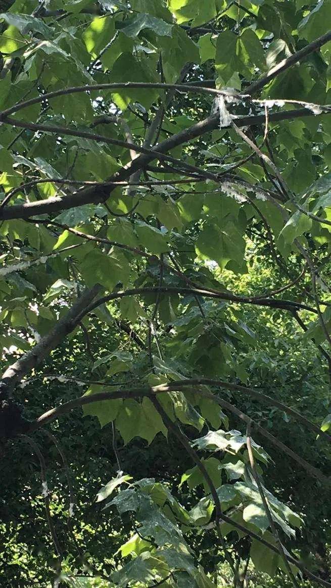 别再错怪柳絮啦杭州朝晖区域的飘絮罪魁祸首是这种虫子