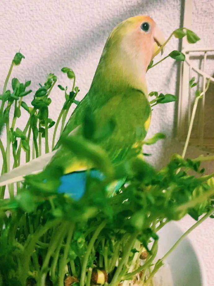 今天给大家看小啾啾照片那么美真实却是个小魔鬼