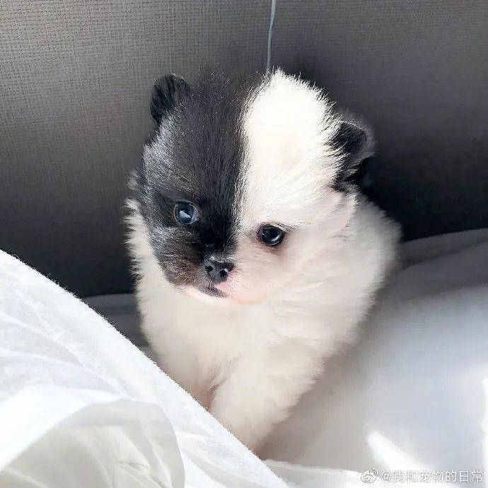 阴阳双面狗帅炸