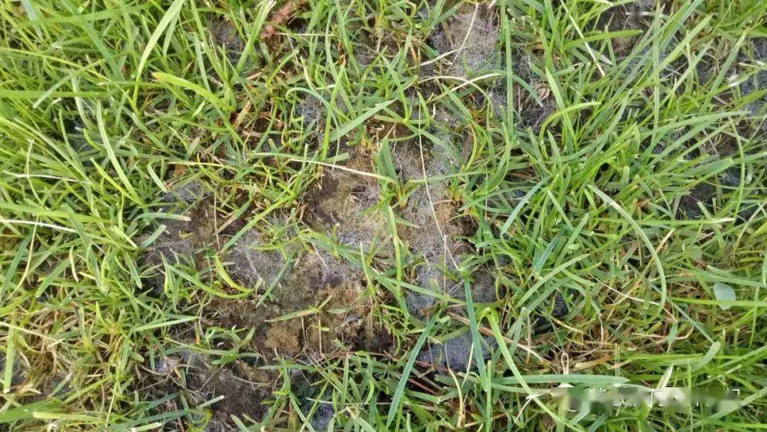 了解了这些病害,草坪还怕养不好吗?