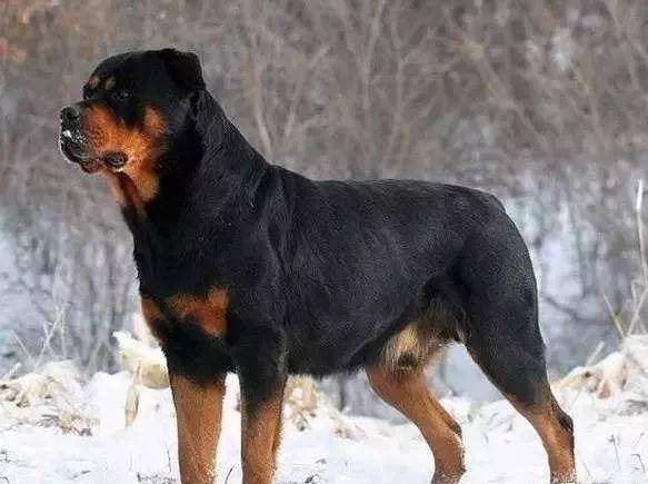 德国真的产好犬啊随便一数就这么多