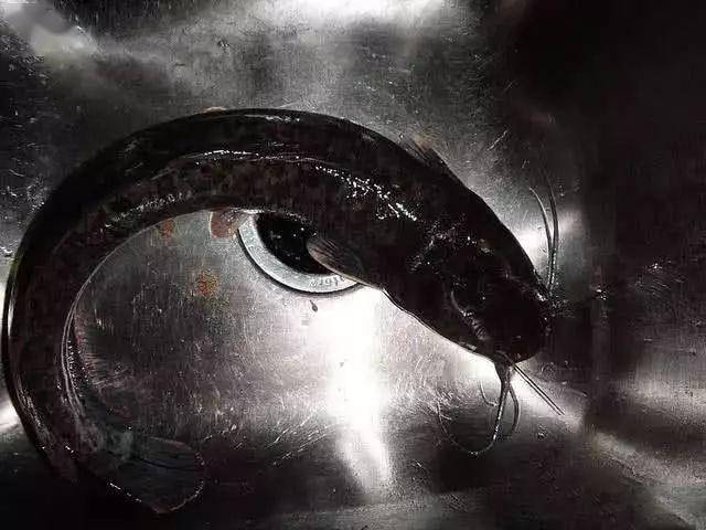 钓了这么多年鱼这几种鱼最难吃