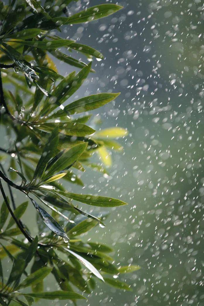 听雨晴老师读诗词第23期飞花令雨二