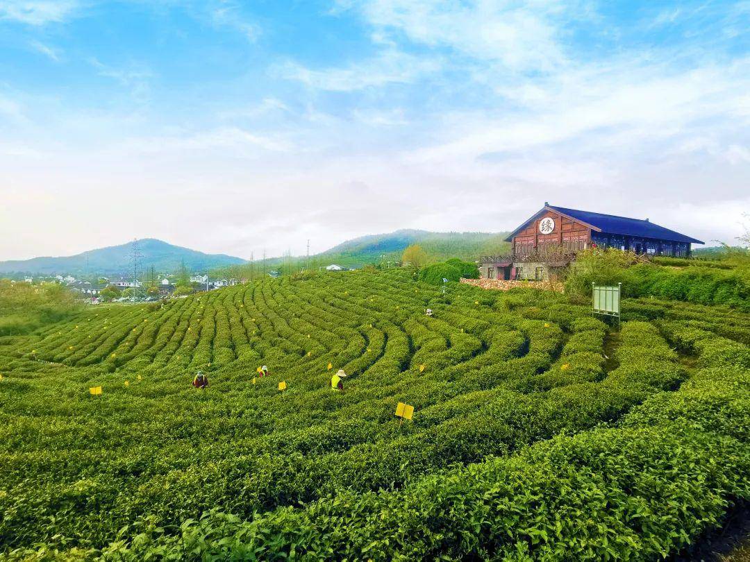 聚焦四新,黄龙岘茶文化活动月携"云"模式重磅来袭