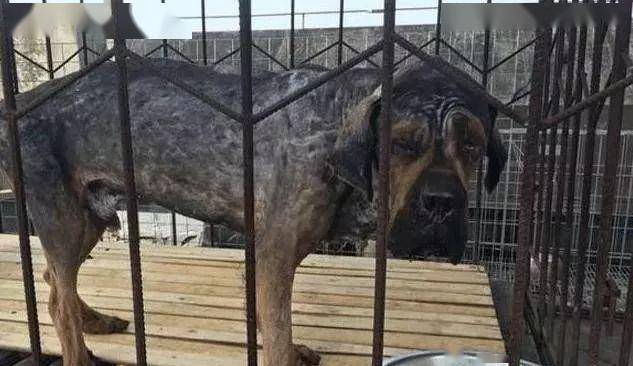 当凶残的藏獒把毛剃掉之后,这还是我认识的"东方神犬"吗?