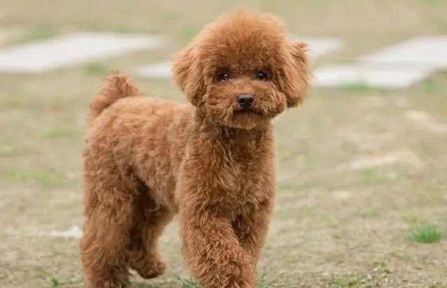 养狗须知泰迪狗狗太瘦怎么办给你推荐5个长肉肉小妙招