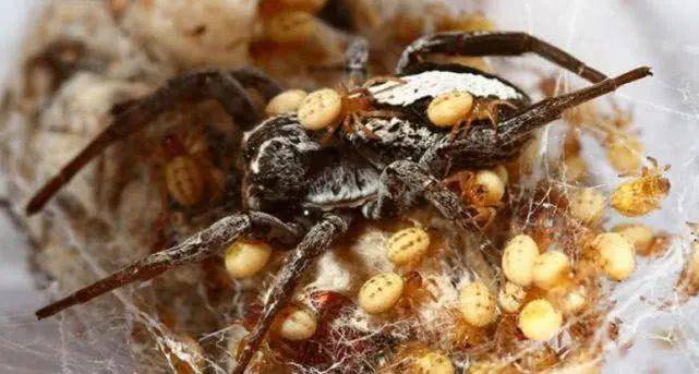 3,沙漠穹蛛,为孩子奉献自己雌蜘蛛通常被认为是吃掉自己配偶的"蛇蝎