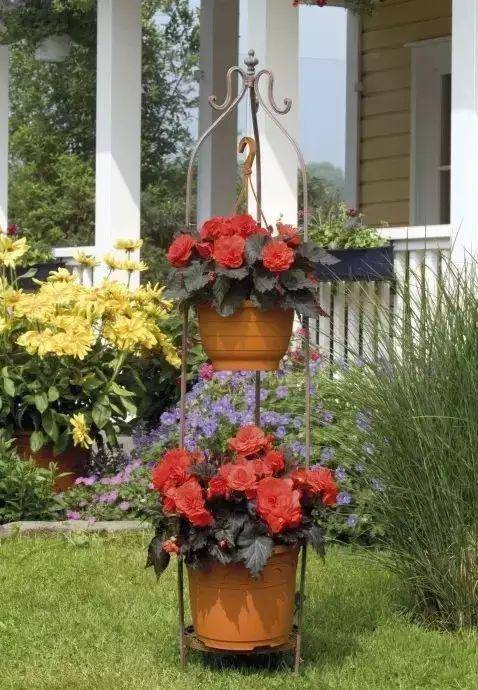 花园庭院设计新模式: 容器花园_观赏植物