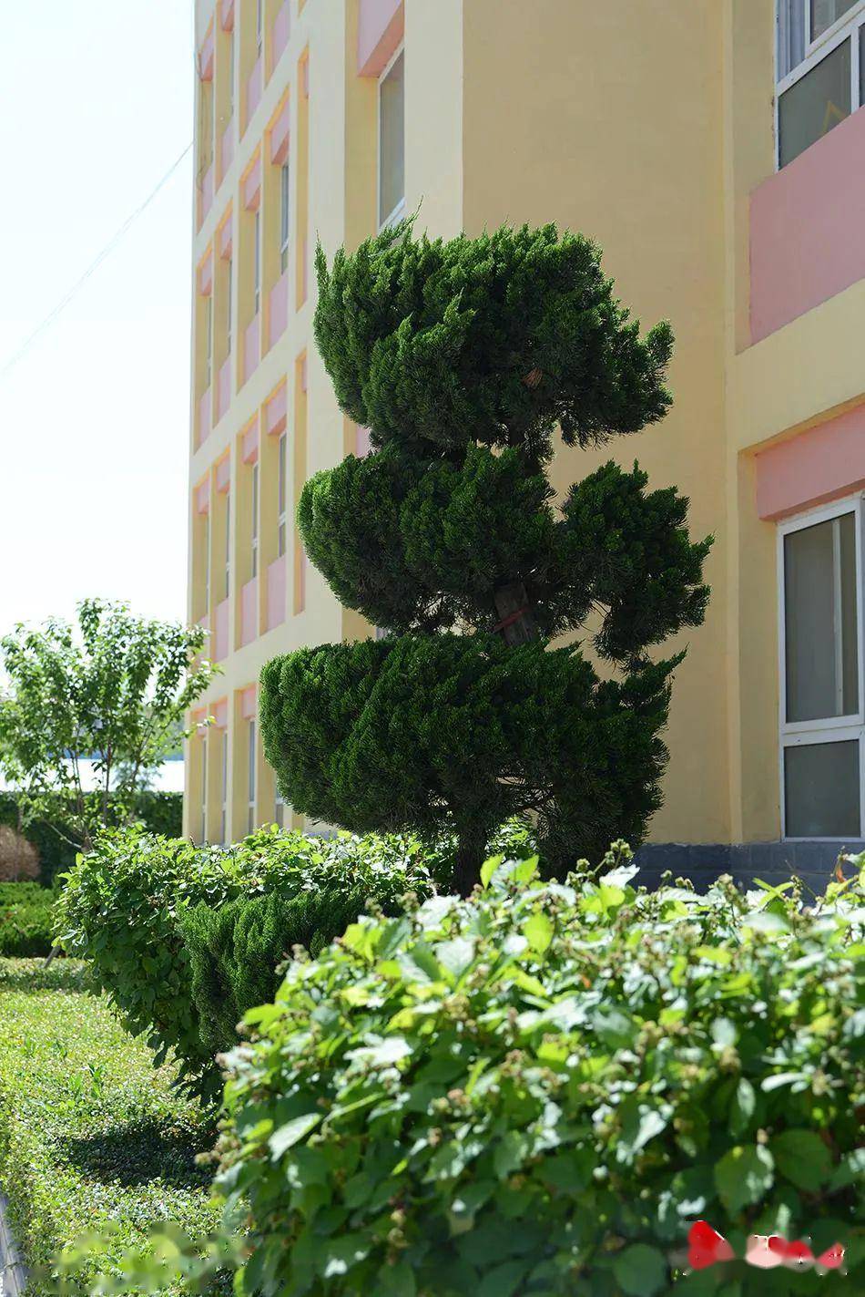始建于1956年的杨场小学这次火遍甘谷人的朋友圈
