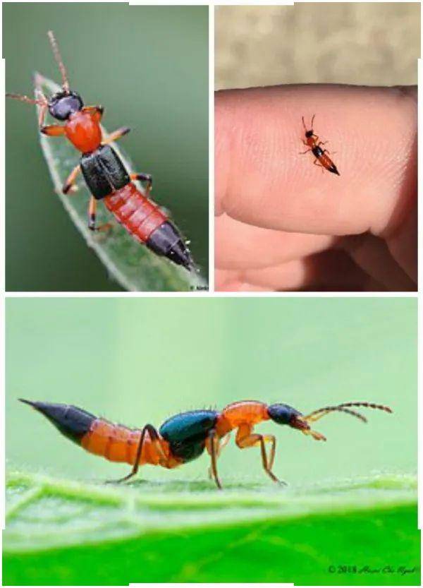 隐翅虫03"重点来了!