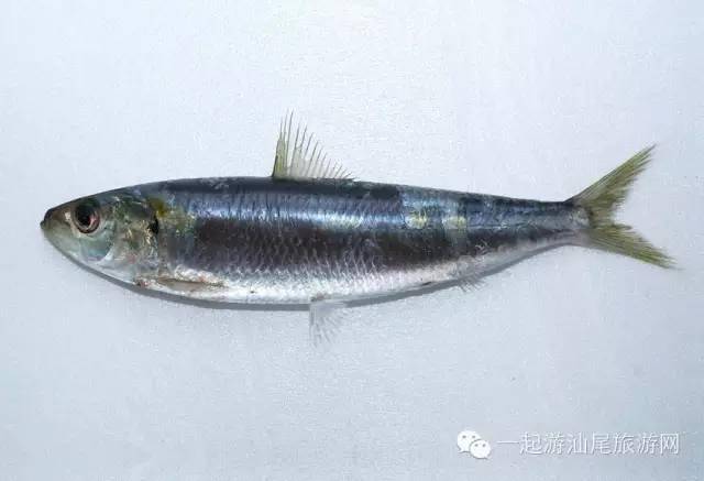 这里有写!_潮汕