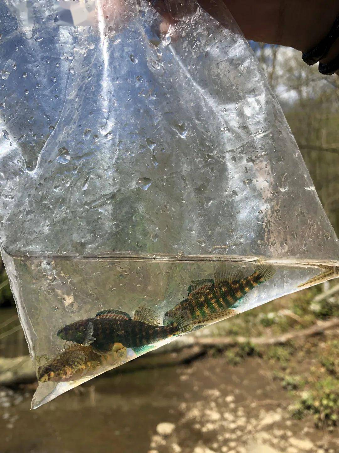 巴氏杜父鱼cottus bairdii斑雀鳝lepisosteus oculatus蓝鳃太阳鱼