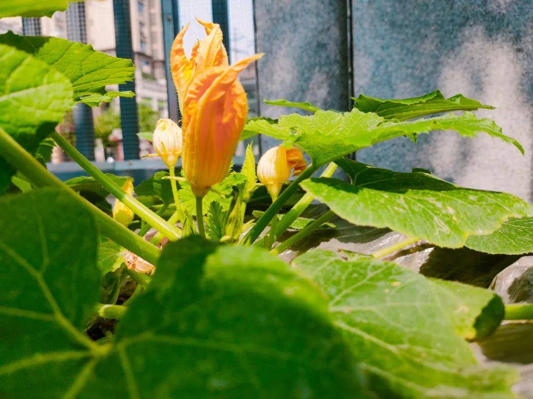 南瓜苗芋头苗番茄苗花生苗辣椒苗四季豆苗水稻学生体验水稻种植也让"