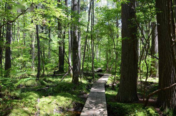 急雨忽又淋湿葱茏山冈