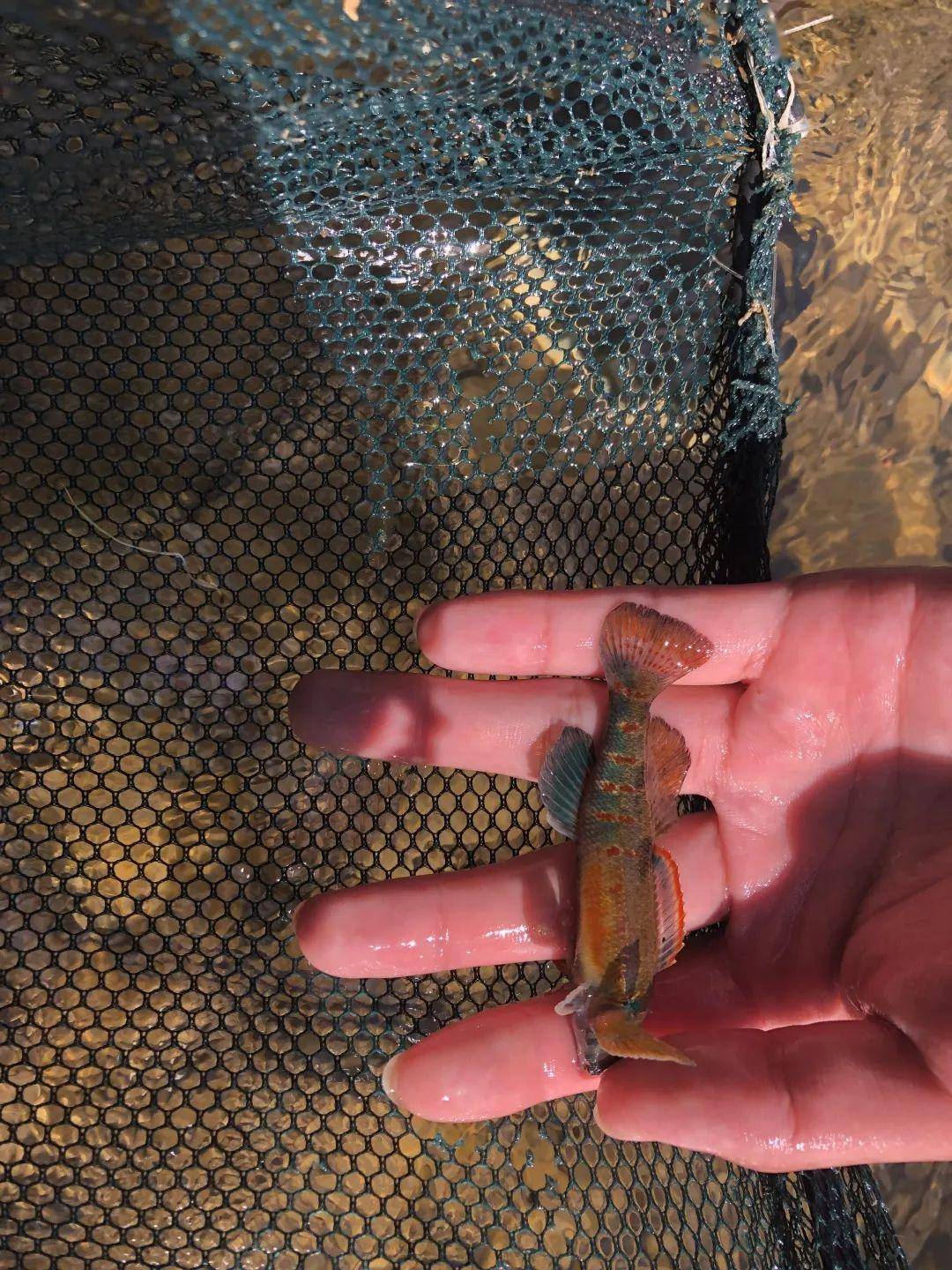 镖鲈etheostoma zonale巴氏杜父鱼cottus bairdii斑雀鳝lepisosteus