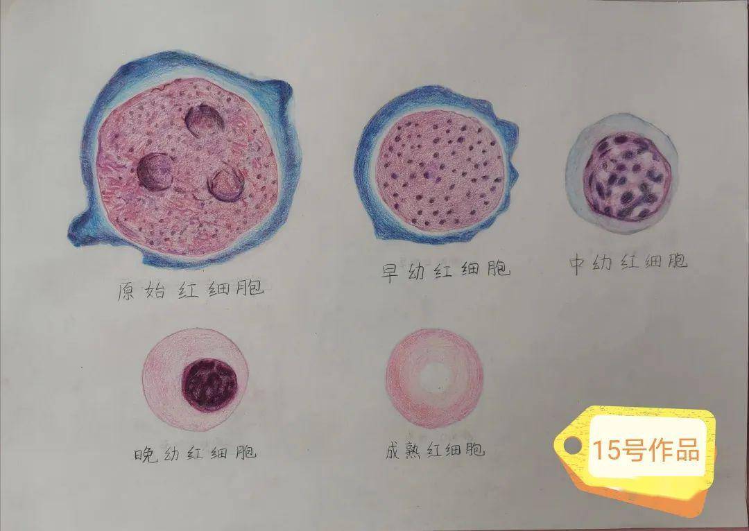 组胚血细胞手绘图图片