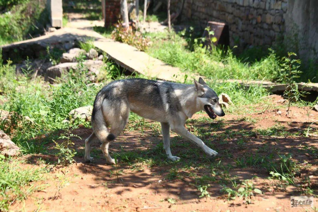 【愛犬知識】捷克狼犬的誤區,滿滿的乾貨