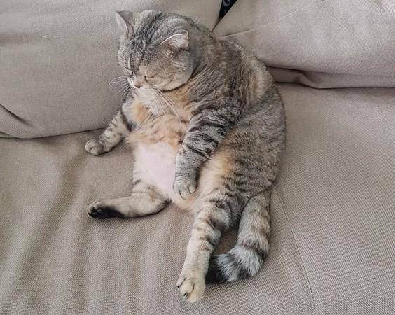 巨猫翻白肚如搁浅海豹