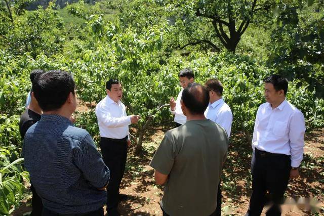 平邑县委书记包华到地方镇铜石镇调研指导冰雹灾害抗灾救灾工作