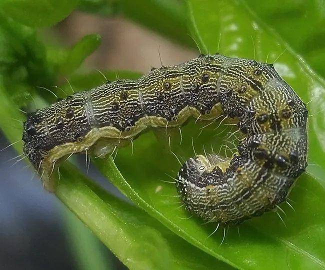 警防棉铃虫!_手机搜狐网