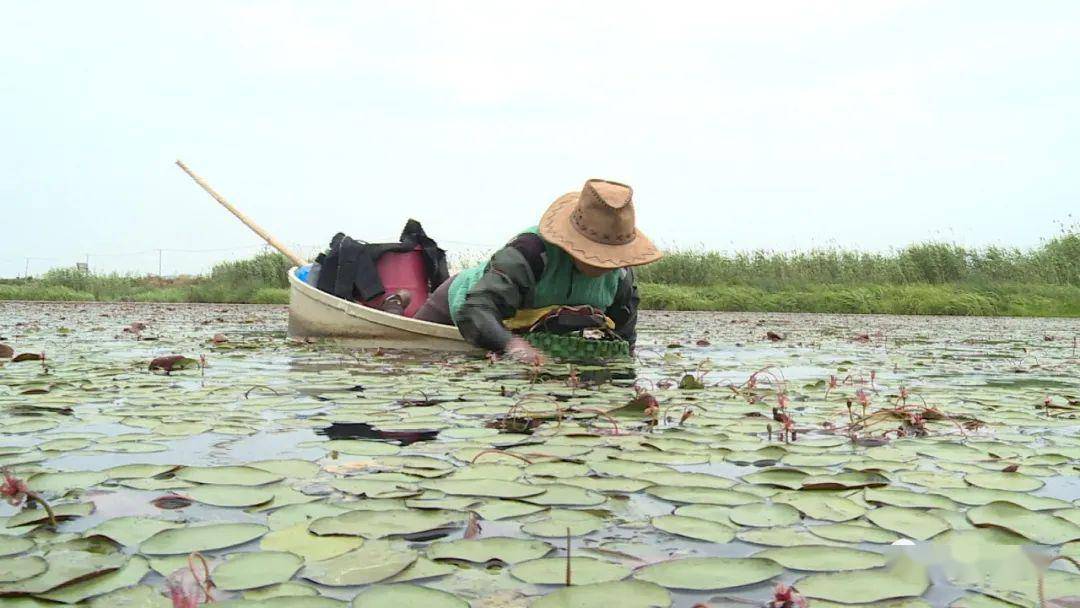 水中碧螺春太湖蓴菜