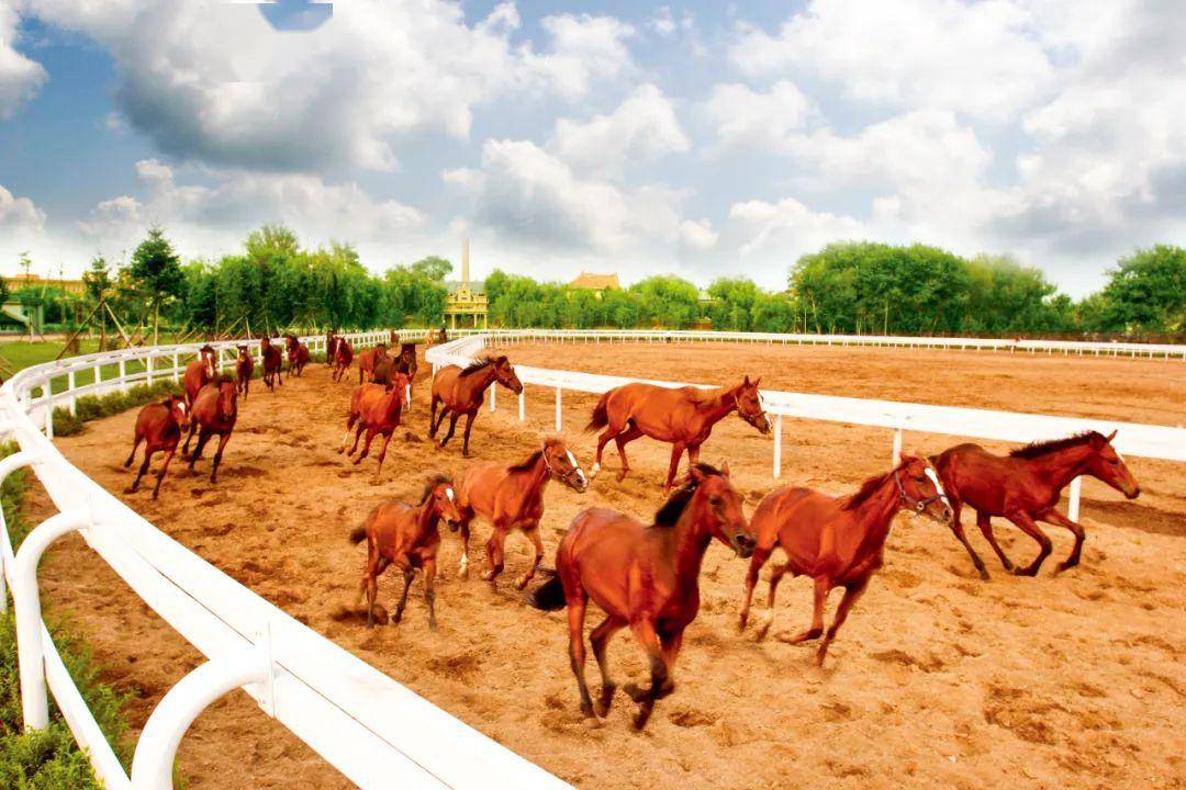长春故事研学云课堂伪满皇宫御用跑马场