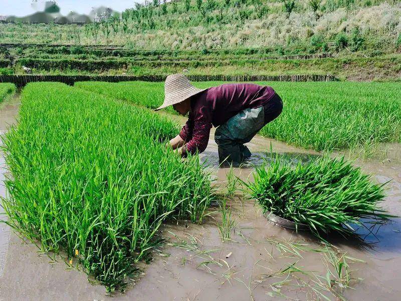 "手把青秧插满田,低头便见水中天",视频再现农村"双抢"的场景
